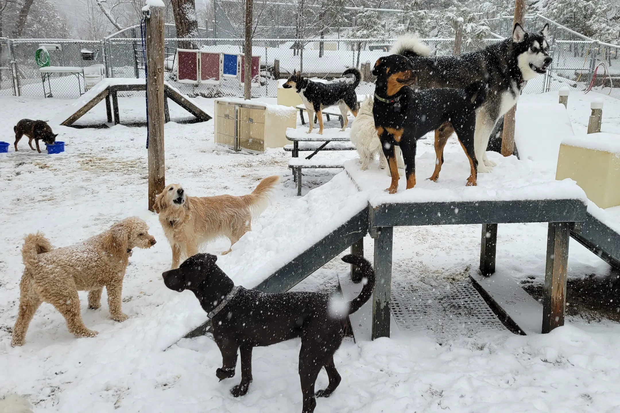 The Benefits of Dog Daycare How Regular Visits Can Improve Your Dog’s Health and Happiness The Benefits of Dog Daycare How Regular Visits Can Improve Your Dog's Health and Happiness