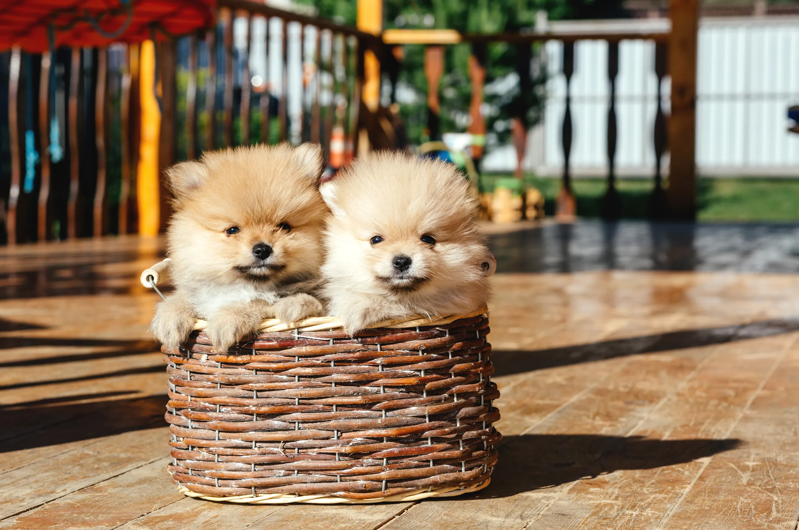 Sign Up For Our Doggy Daycare & Boarding Today.